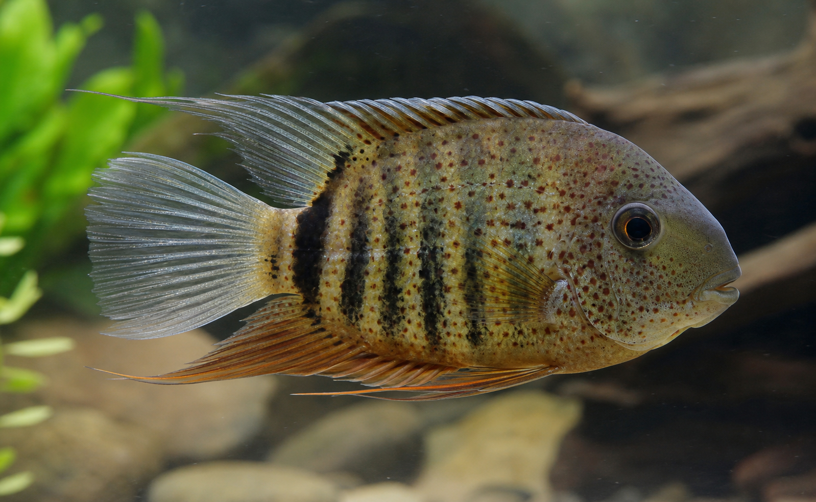 Red Spotted