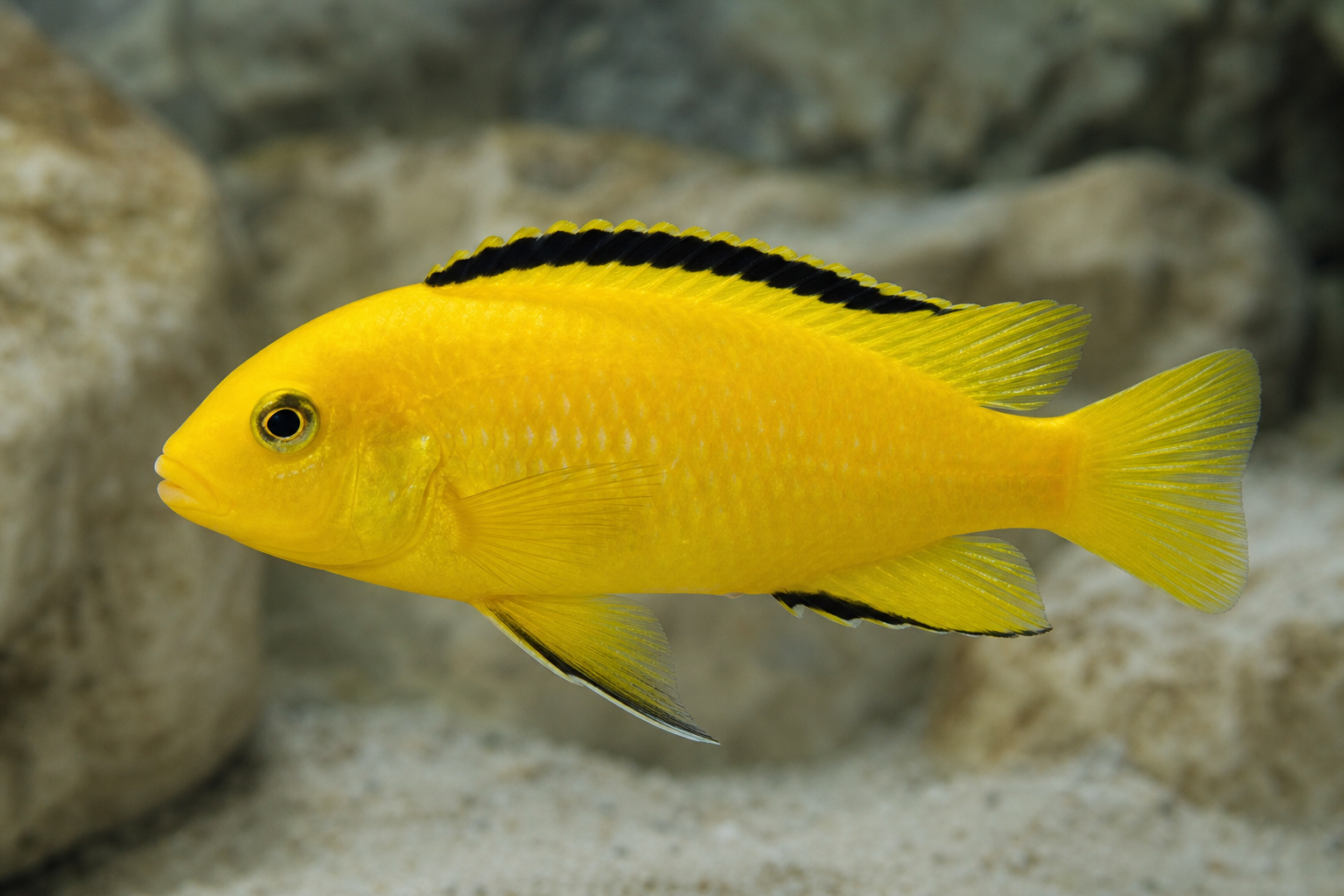Electric Yellow