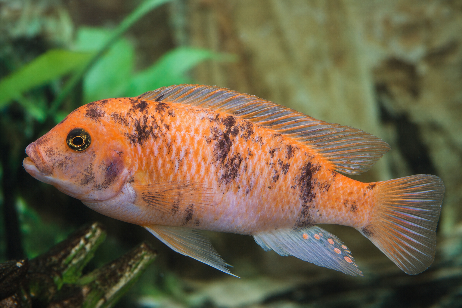 OB (Orange Blotch)