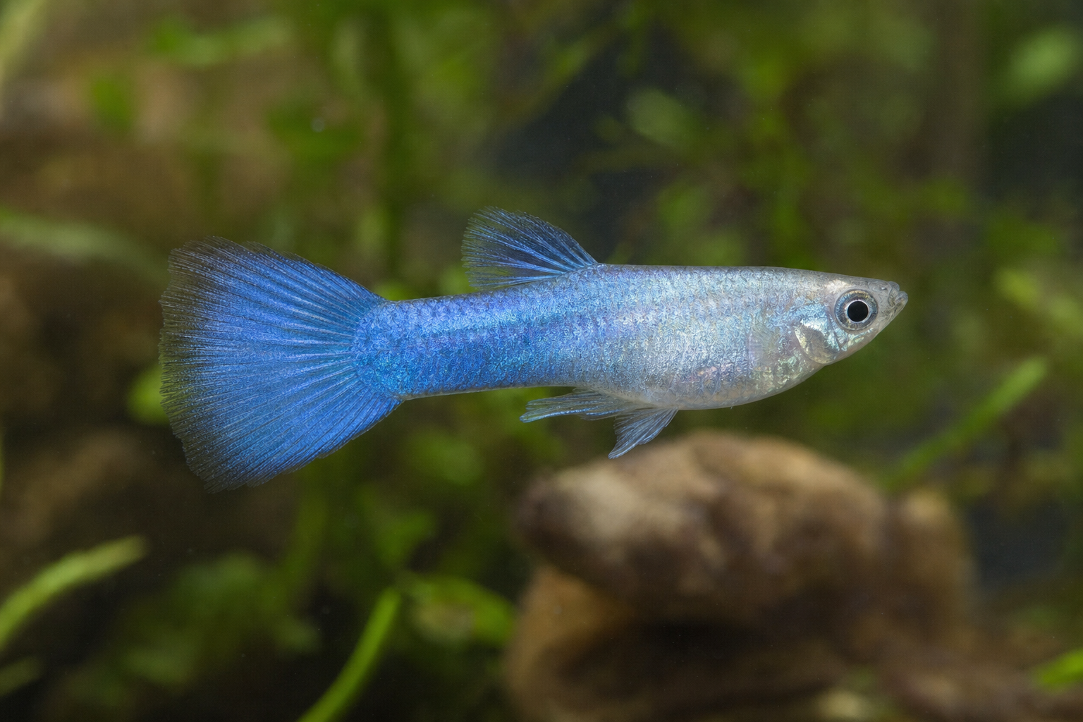 Blue Silver
