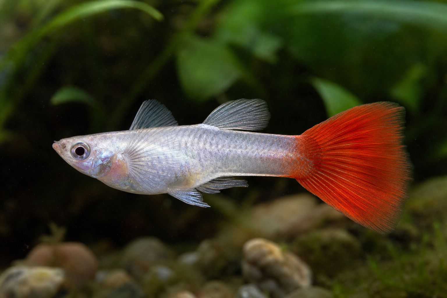 Dumbo Silver Redtail