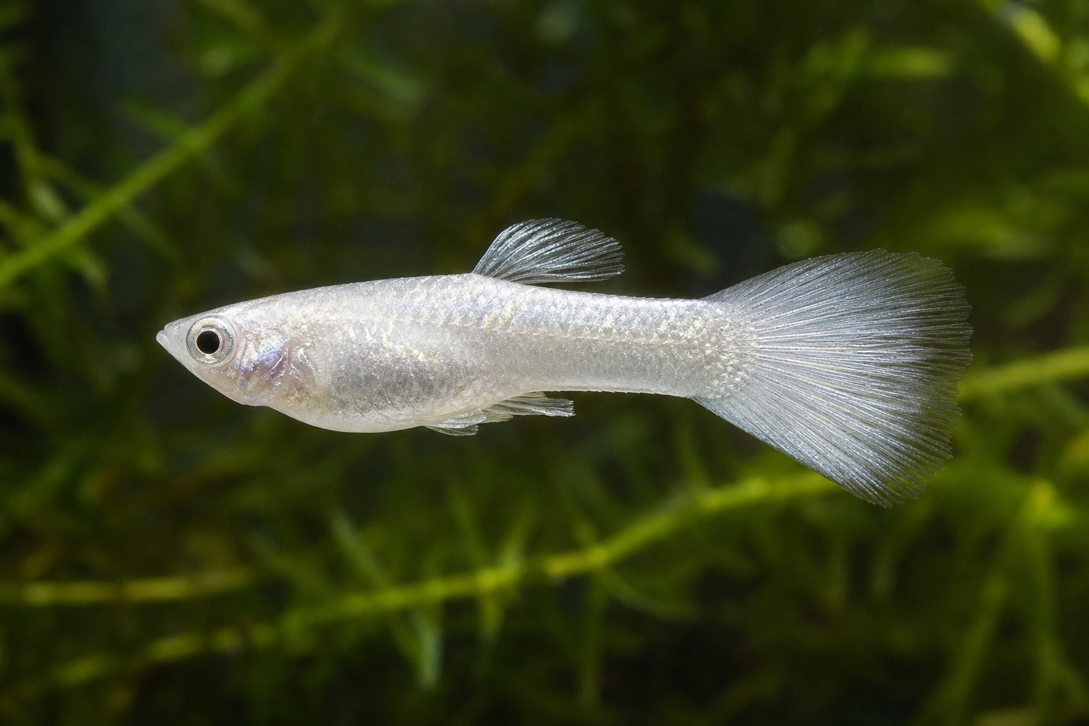 Platinum Full White