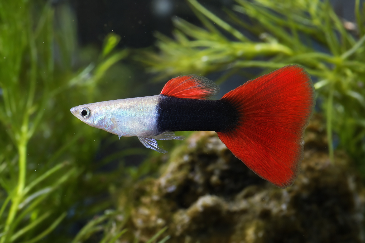 Red Tuxedo