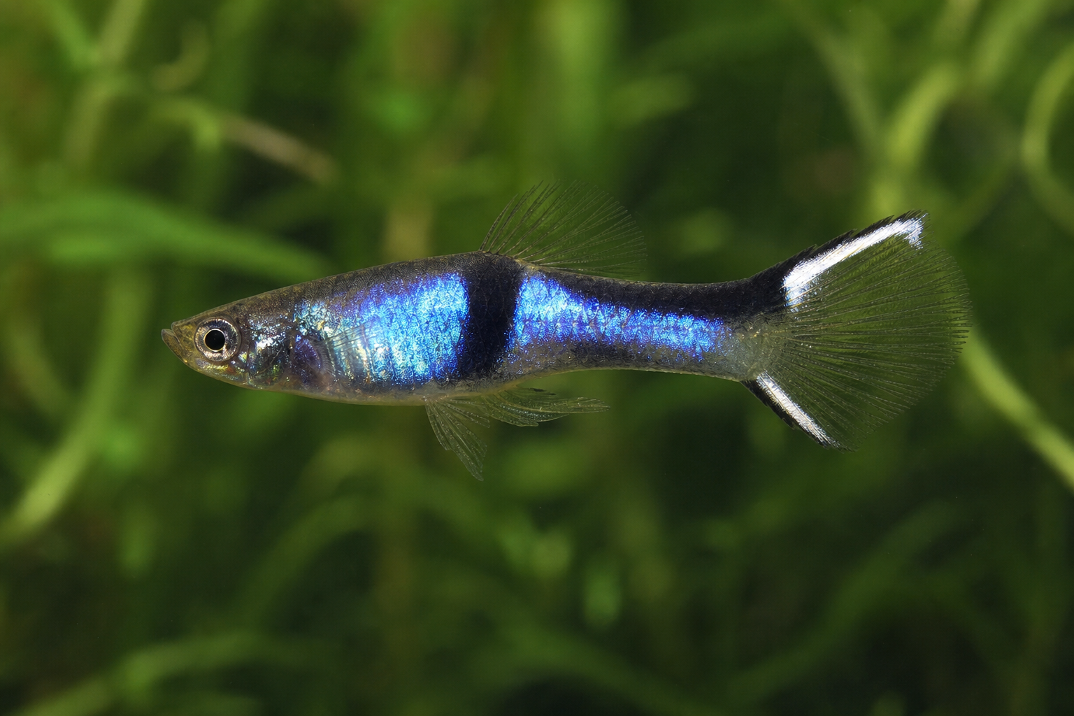 Blue Star