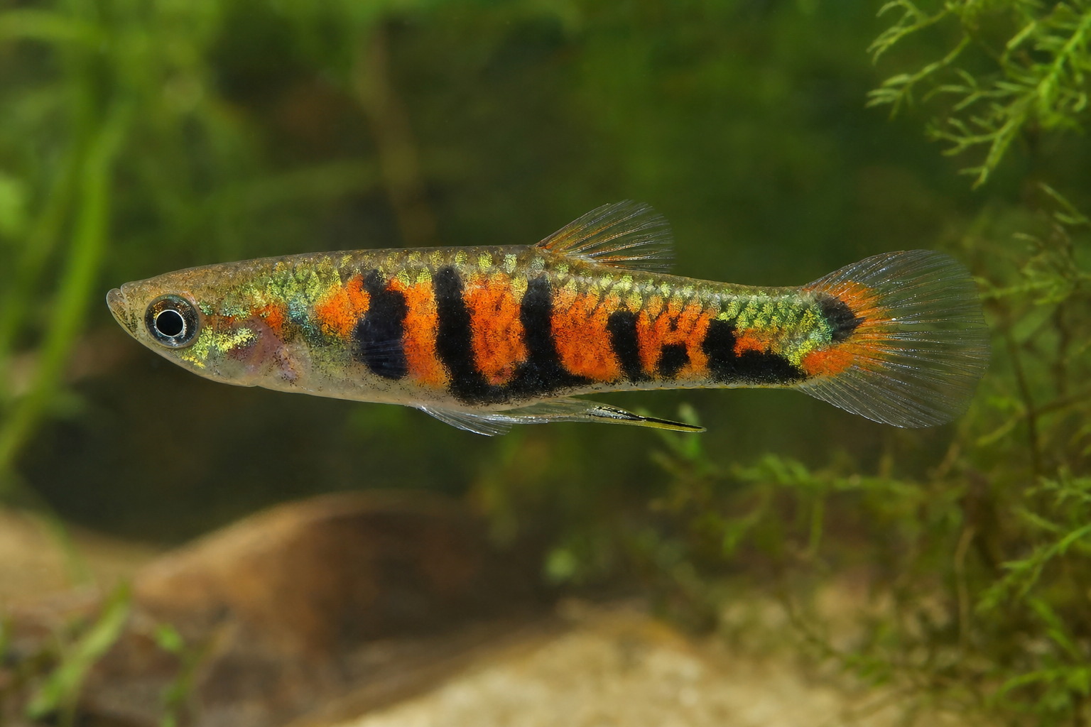 El Tigre Campoma