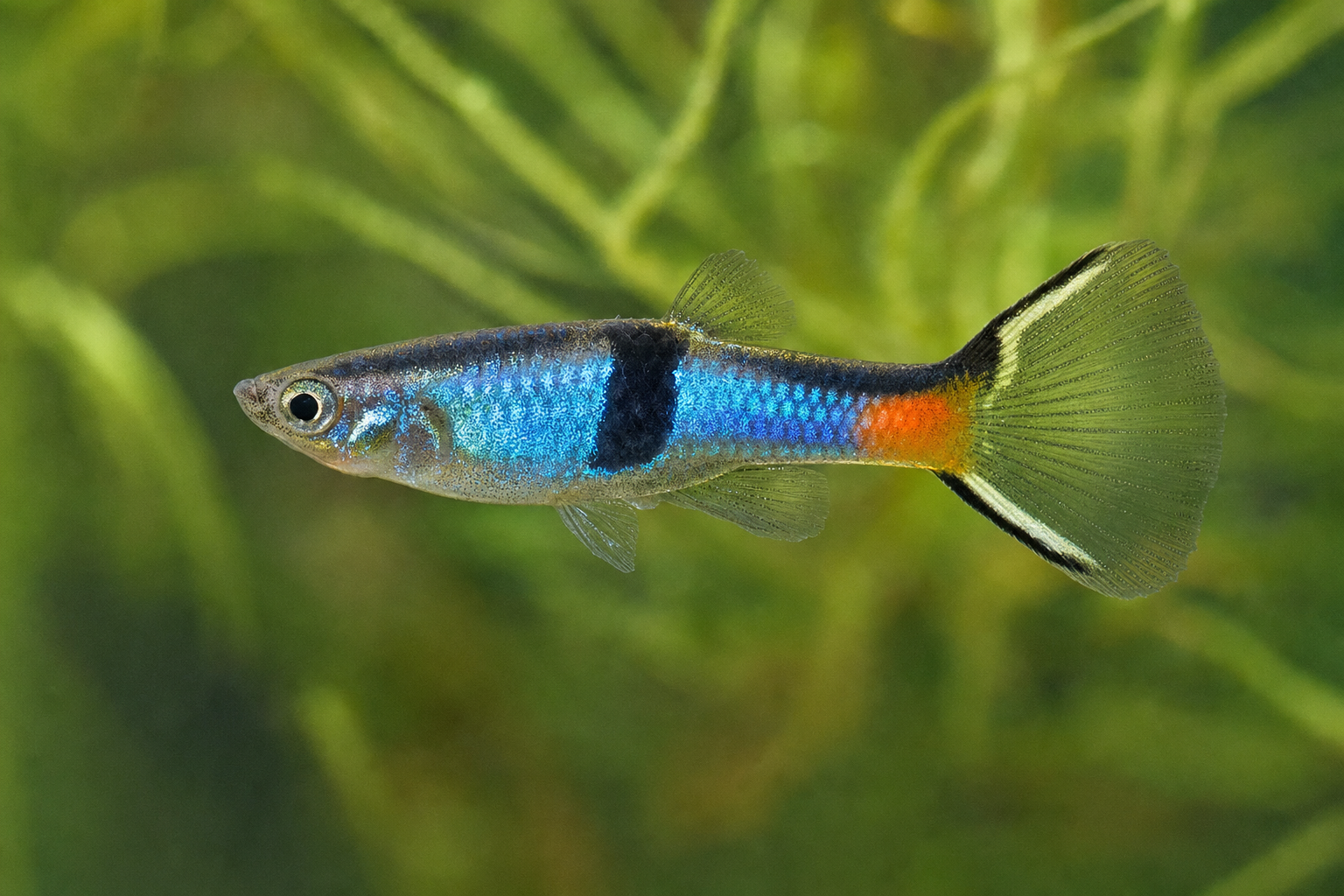 Japan Blue
