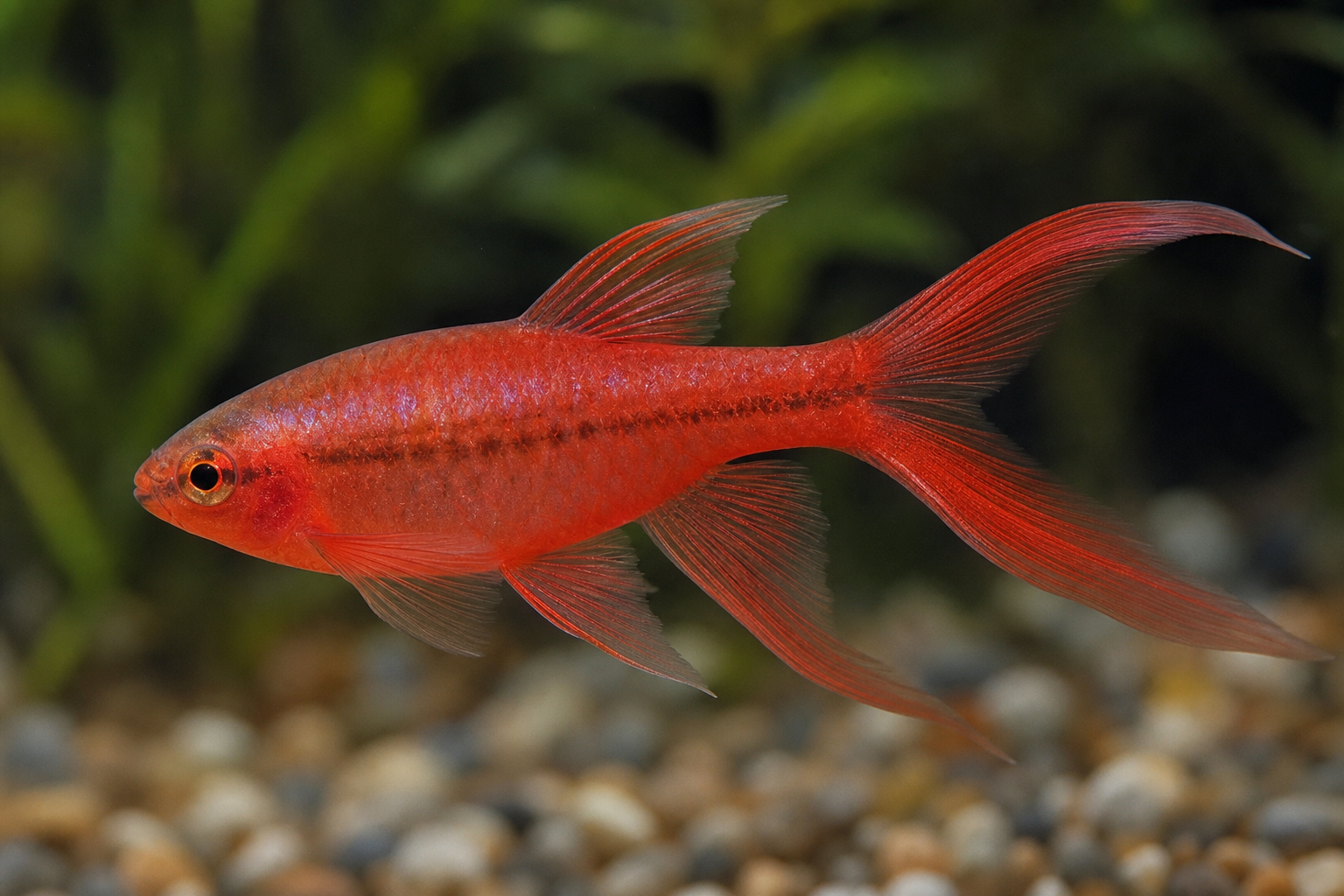 Veiltail