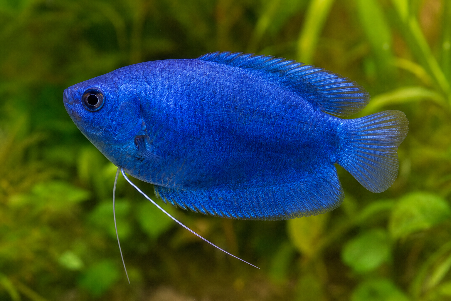 Cobalt Blue