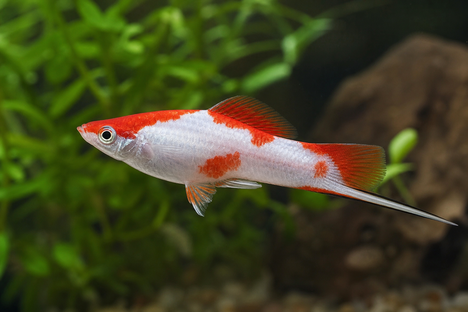Koi Kohaku