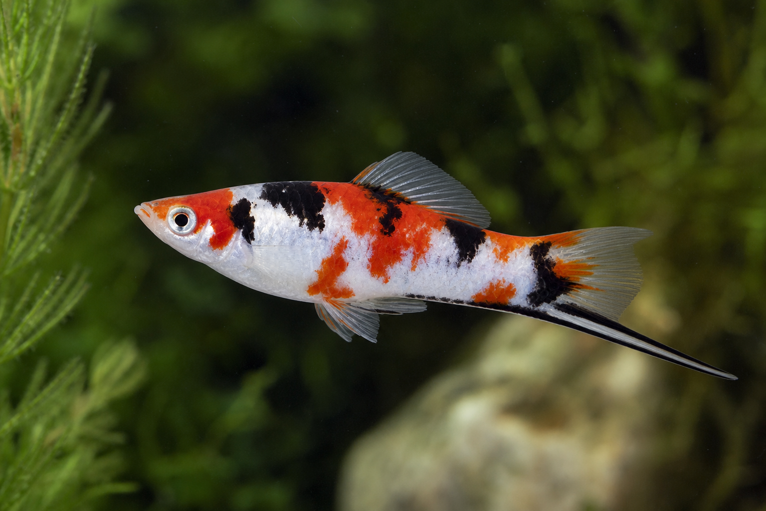 Koi Sanke