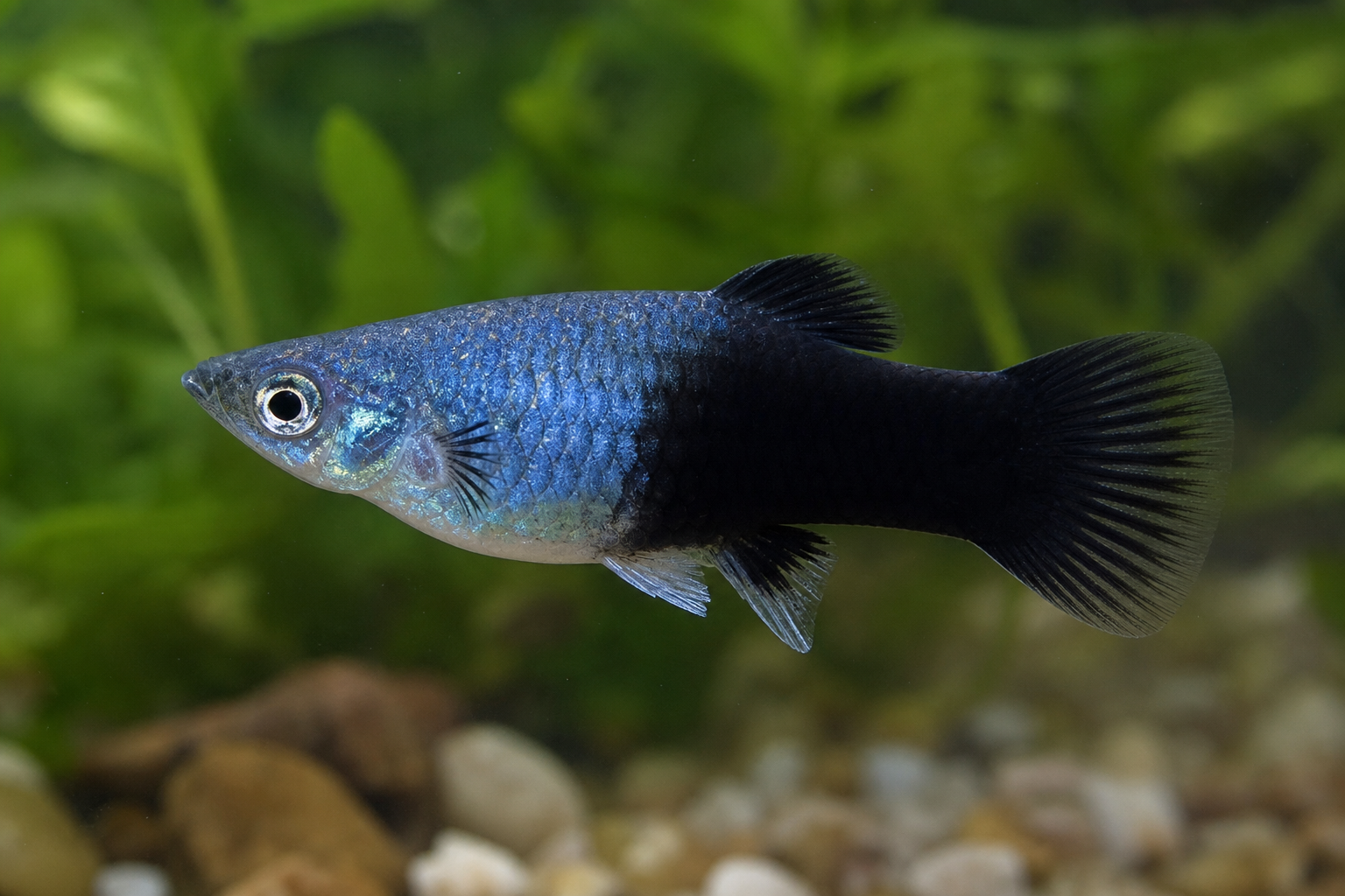 Blue Tuxedo